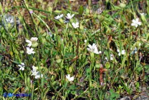 Eudianthe laeta (Silene lieta)