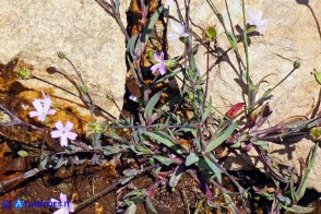 Eudianthe laeta (Silene lieta)