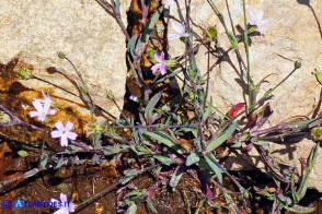 Eudianthe laeta (Silene lieta)