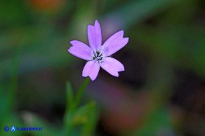 Eudianthe laeta (Silene lieta)