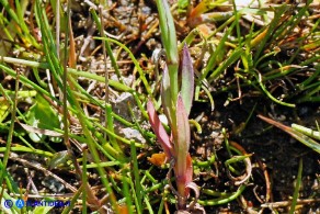 Eudianthe laeta (Silene lieta)