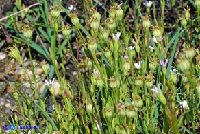 Eudianthe laeta (Silene lieta)