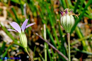 Eudianthe laeta (Silene lieta)