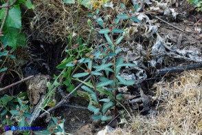 Euphorbia gayi (Euforbia di Gay)