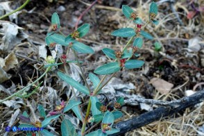 Euphorbia gayi (Euforbia di Gay)