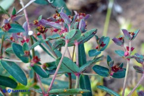 Euphorbia gayi (Euforbia di Gay)