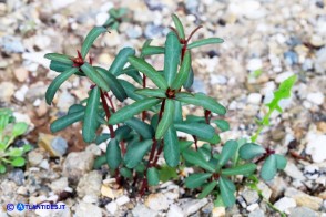 Euphorbia gayi (Euforbia di Gay)