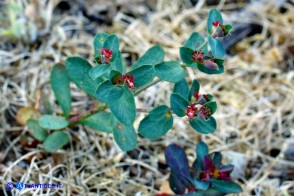 Euphorbia gayi (Euforbia di Gay)