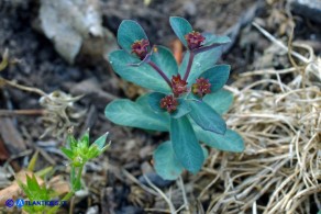 Euphorbia gayi (Euforbia di Gay)