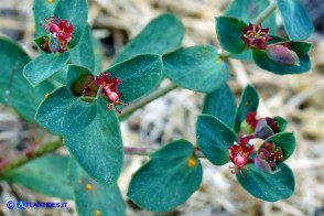 Euphorbia gayi (Euforbia di Gay)