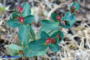 Euphorbia gayi (Euforbia di Gay)