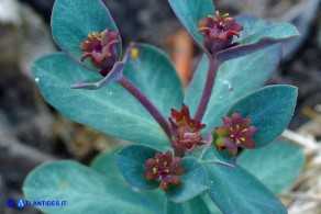 Euphorbia gayi (Euforbia di Gay)