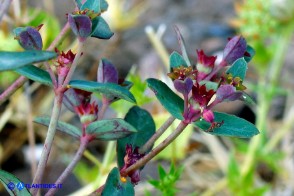 Euphorbia gayi (Euforbia di Gay)
