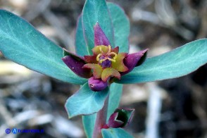 Euphorbia gayi (Euforbia di Gay)