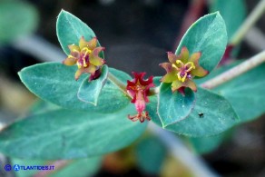 Euphorbia gayi (Euforbia di Gay)