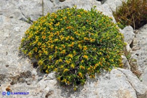 Euphorbia spinosa subsp. spinosa (Euforbia spinosa)