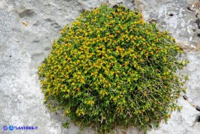 Euphorbia spinosa subsp. spinosa (Euforbia spinosa)