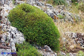 Euphorbia spinosa subsp. spinosa (Euforbia spinosa)