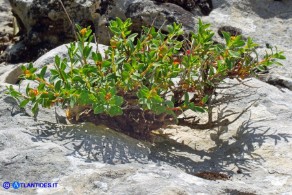 Euphorbia spinosa subsp. spinosa (Euforbia spinosa)