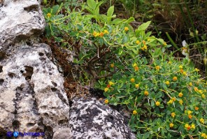 Euphorbia spinosa subsp. spinosa (Euforbia spinosa)