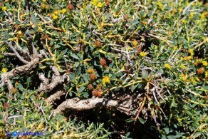 Euphorbia spinosa subsp. spinosa (Euforbia spinosa)