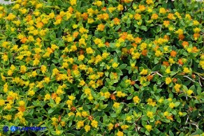 Euphorbia spinosa subsp. spinosa (Euforbia spinosa)