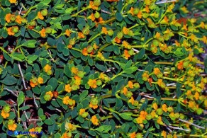Euphorbia spinosa subsp. spinosa (Euforbia spinosa)