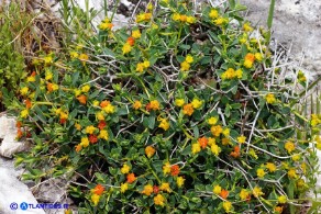 Euphorbia spinosa subsp. spinosa (Euforbia spinosa)