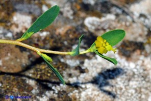 Euphorbia spinosa subsp. spinosa (Euforbia spinosa)