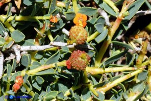 Euphorbia spinosa subsp. spinosa (Euforbia spinosa)