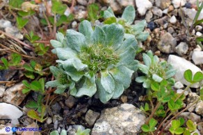  Filago pygmaea (Evax comune)