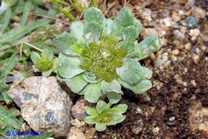  Filago pygmaea (Evax comune)