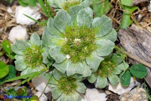  Filago pygmaea (Evax comune)