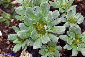  Filago pygmaea (Evax comune)
