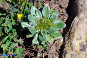  Filago pygmaea (Evax comune)