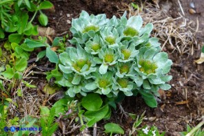  Filago pygmaea (Evax comune)