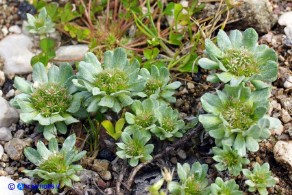  Filago pygmaea (Evax comune)