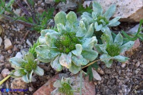  Filago pygmaea (Evax comune)
