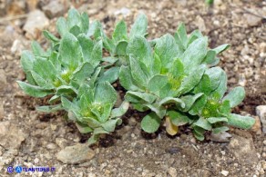  Filago pygmaea (Evax comune)