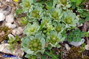 Filago pygmaea (Evax comune)