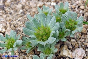  Filago pygmaea (Evax comune)