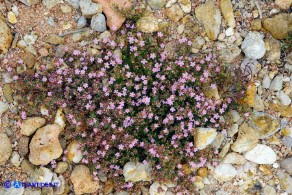 Frankenia laevis subsp. laevis (Erba-franca legnosa)