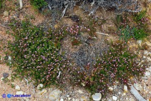 Frankenia laevis subsp. laevis (Erba-franca legnosa)