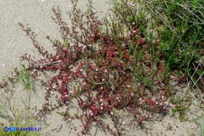 Frankenia laevis subsp. laevis (Erba-franca legnosa)