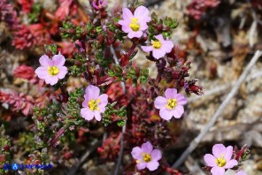 Frankenia laevis subsp. laevis (Erba-franca legnosa)