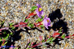 Frankenia laevis subsp. laevis (Erba-franca legnosa)