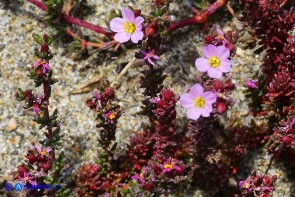 Frankenia laevis subsp. laevis (Erba-franca legnosa)