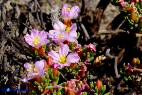 Frankenia laevis subsp. laevis (Erba-franca legnosa)