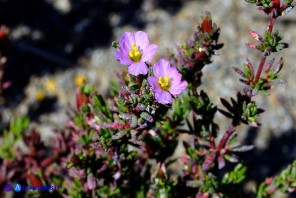 Frankenia laevis subsp. laevis (Erba-franca legnosa)