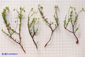 Fumana laevis (Fumana lieve)